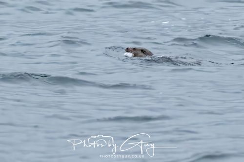04 October 2024 - Arran, Scotland near to Kingscross - Otter