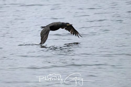 04 October 2024 - Arran, Scotland near to Kingscross - Cormorant