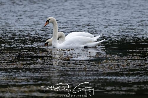 04 October 2024 - Arran, Scotland near to Kingscross - Mute Swans