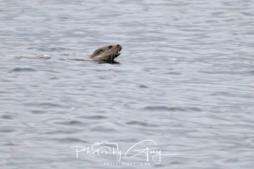 04 October 2024 - Arran, Scotland near to Kingscross - Otter