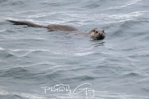 04 October 2024 - Arran, Scotland near to Kingscross - Otter