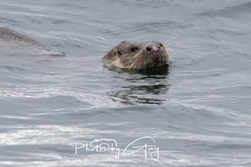 04 October 2024 - Arran, Scotland near to Kingscross - Otter