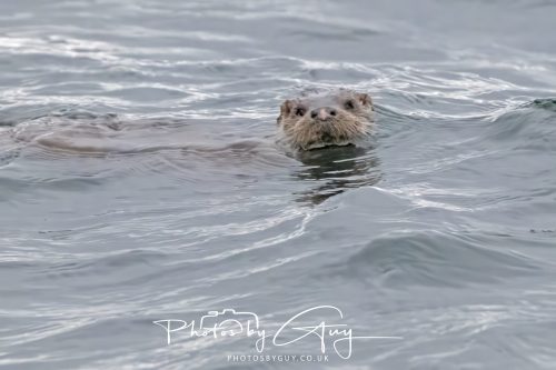 04 October 2024 - Arran, Scotland near to Kingscross - Otter