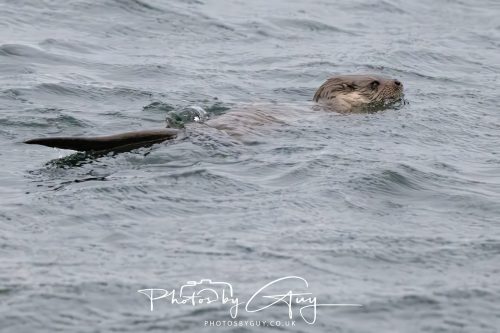 04 October 2024 - Arran, Scotland near to Kingscross - Otter