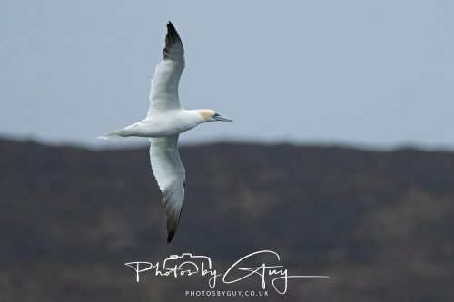 04 October 2024 - Arran, Scotland near to Kingscross - Gannet