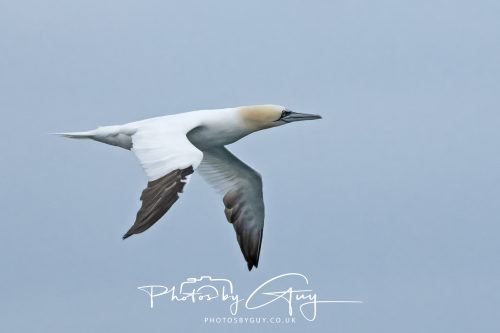 04 October 2024 - Arran, Scotland near to Kingscross - Gannet