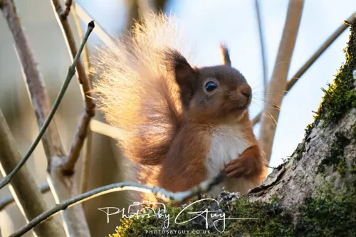 20 November 2025 : Red Squirrel, Frizington, Cumbria