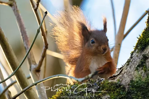 20 November 2025 : Red Squirrel, Frizington, Cumbria
