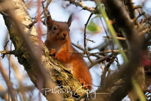 20 November 2025 : Red Squirrel, Frizington, Cumbria