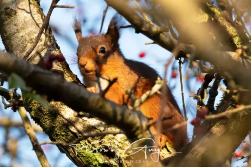 20 November 2025 : Red Squirrel, Frizington, Cumbria