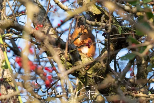 20 November 2025 : Red Squirrel, Frizington, Cumbria