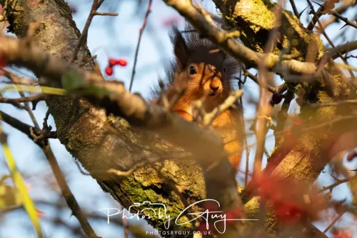 20 November 2025 : Red Squirrel, Frizington, Cumbria
