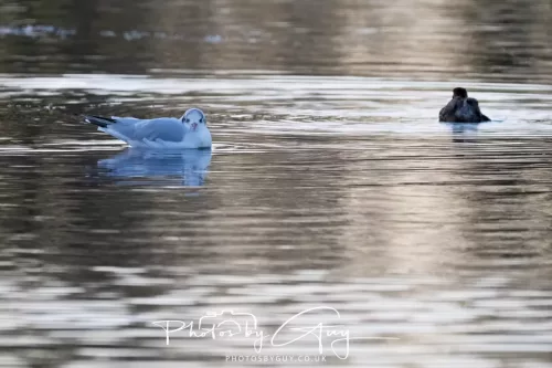 25 November 2025 - Longlands Lake, Cleator, Cumbria - Black Headed Gull