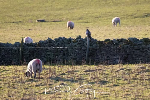 25 November 2025 - Steel Brow, Cumbria - Buzzard