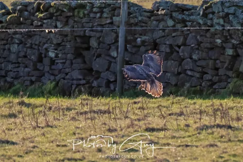 25 November 2025 - Steel Brow, Cumbria - Buzzard