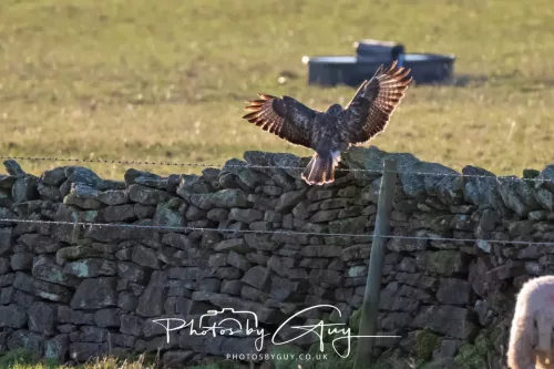 25 November 2025 - Steel Brow, Cumbria - Buzzard