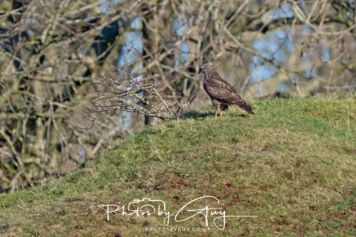 25 November 2025 - Parkside, Cumbria - Buzzard