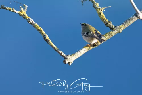 25 November 2025 Parkside, Cumbria - Goldcrest