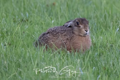 10 October 2026 Kingscross, Arran, Scotland - Hare 