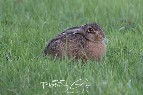 10 October 2026 Kingscross, Arran, Scotland - Hare 