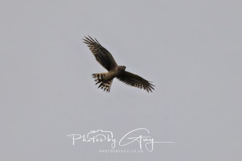 04 October 2024 - Arran, Scotland near to Killdonan - Male Hen Harrier