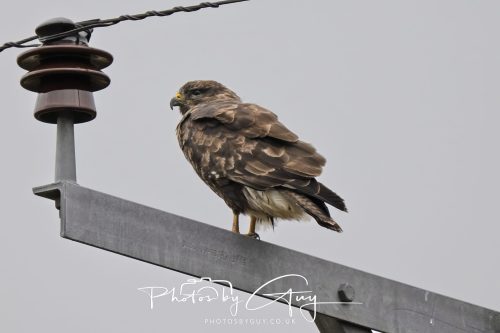 04 October 2024 - Arran, Scotland near to Killdonan - Juvenile Buzzard