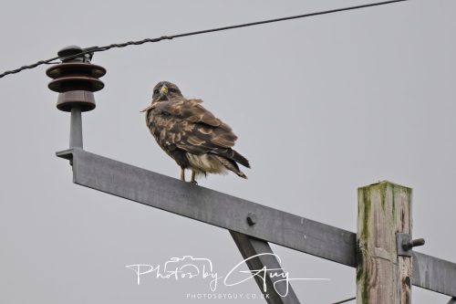 04 October 2024 - Arran, Scotland near to Killdonan - Juvenile Buzzard