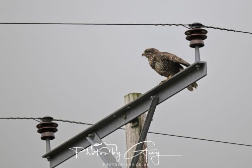04 October 2024 - Arran, Scotland near to Killdonan - Juvenile Buzzard