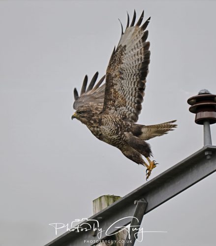 04 October 2024 - Arran, Scotland near to Killdonan - Juvenile Buzzard