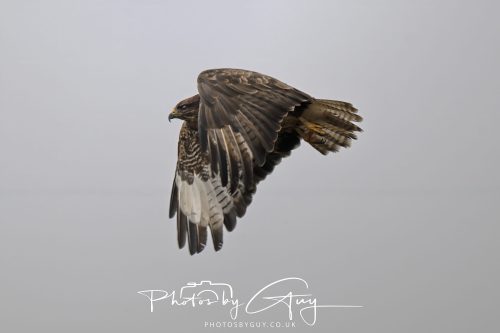 04 October 2024 - Arran, Scotland near to Killdonan - Juvenile Buzzard