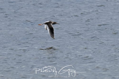 04 October 2024 - Arran, Scotland near to Killdonan - Redshank