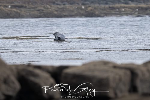 04 October 2024 - Arran, Scotland near to Killdonan - Grey Seal