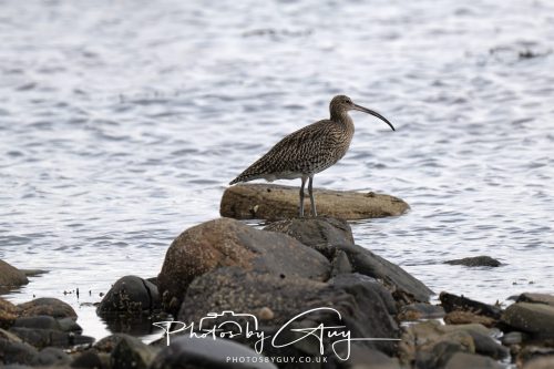 04 October 2024 - Arran, Scotland near to Killdonan - Curlew
