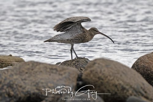 04 October 2024 - Arran, Scotland near to Killdonan - Curlew