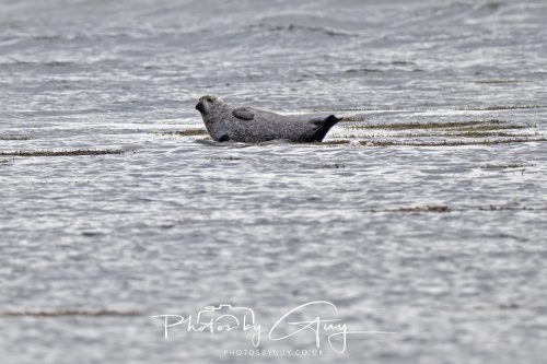 04 October 2024 - Arran, Scotland near to Killdonan - Grey Seal