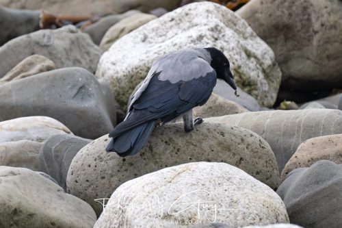 04 October 2024 - Arran, Scotland near to Killdonan - Hooded Crow