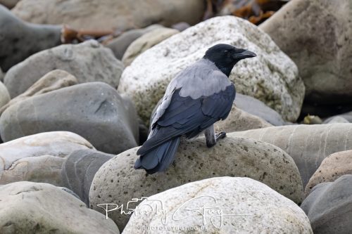 14 October 2026 -Kingscross Isle of Arran - Hooded Crow