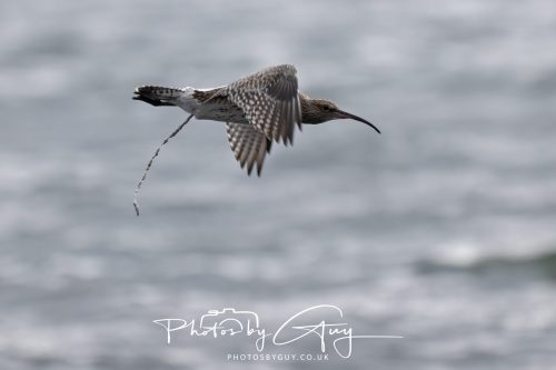 04 October 2024 - Arran, Scotland near to Kingscross - Curlew