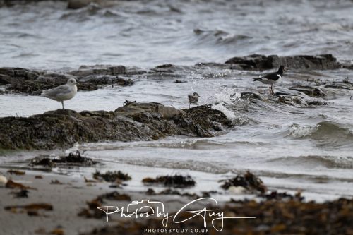 04 October 2024 - Arran, Scotland near to Killdonan - Redshank and Oyster Catcher