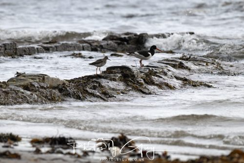 04 October 2024 - Arran, Scotland near to Killdonan - Redshank and Oyster Catcher