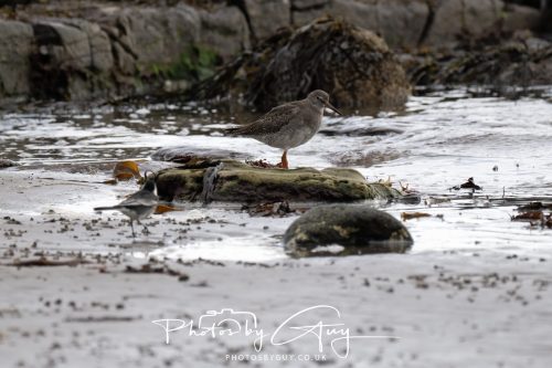04 October 2024 - Arran, Scotland near to Killdonan - Redshank 