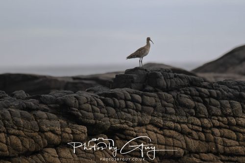 04 October 2024 - Arran, Scotland near to Killdonan - Curlew