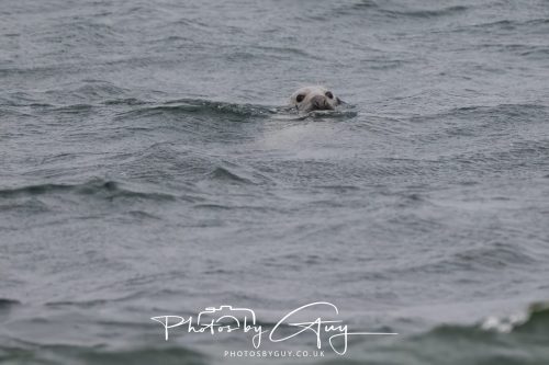 04 October 2024 - Arran, Scotland near to Kingscross - Grey Seal