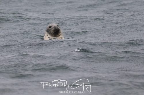 04 October 2024 - Arran, Scotland near to Kingscross - Grey Seal