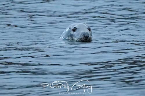 05 Oct 2026 - Close to Kinscross, lam lash, Arran, Scotland - Seal