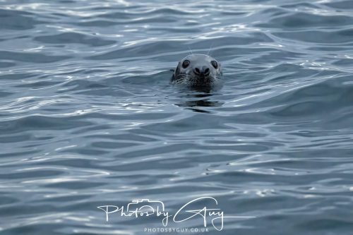 05 Oct 2026 - Close to Kinscross, lam lash, Arran, Scotland - Seal