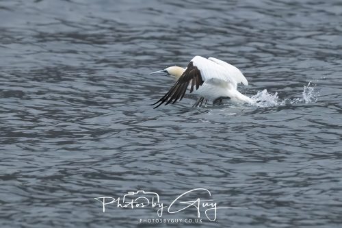 05 Oct 2026 - Close to Kinscross, lam lash, Arran, Scotland - Gannet