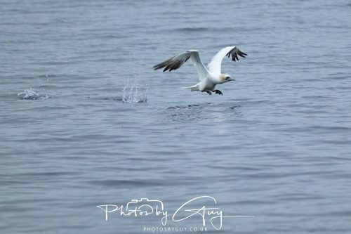 05 Oct 2026 - Close to Kinscross, lam lash, Arran, Scotland - Gannet