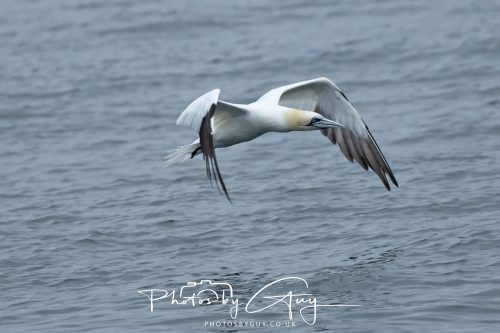 05 Oct 2026 - Close to Kinscross, lam lash, Arran, Scotland - Gannet