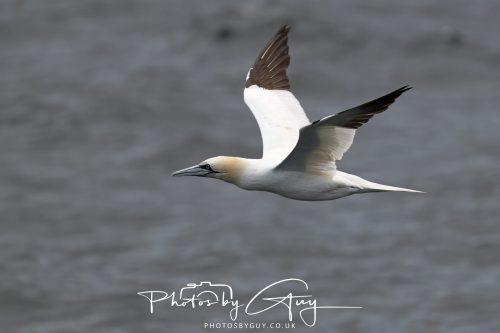 05 Oct 2026 - Close to Kinscross, lam lash, Arran, Scotland - Gannet